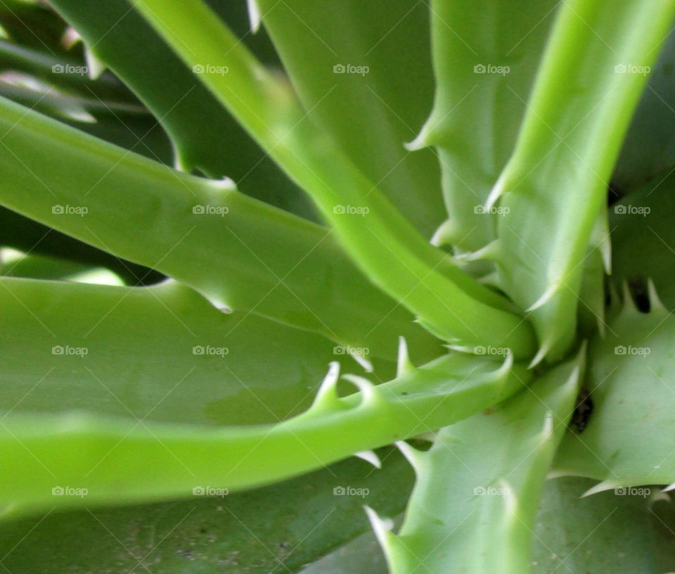 Aloe Vera. Closeup of an Aloe Vera plant