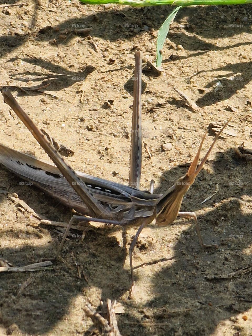 brown grasshopper