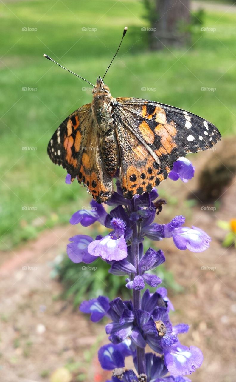 Painted Lady Butterfly