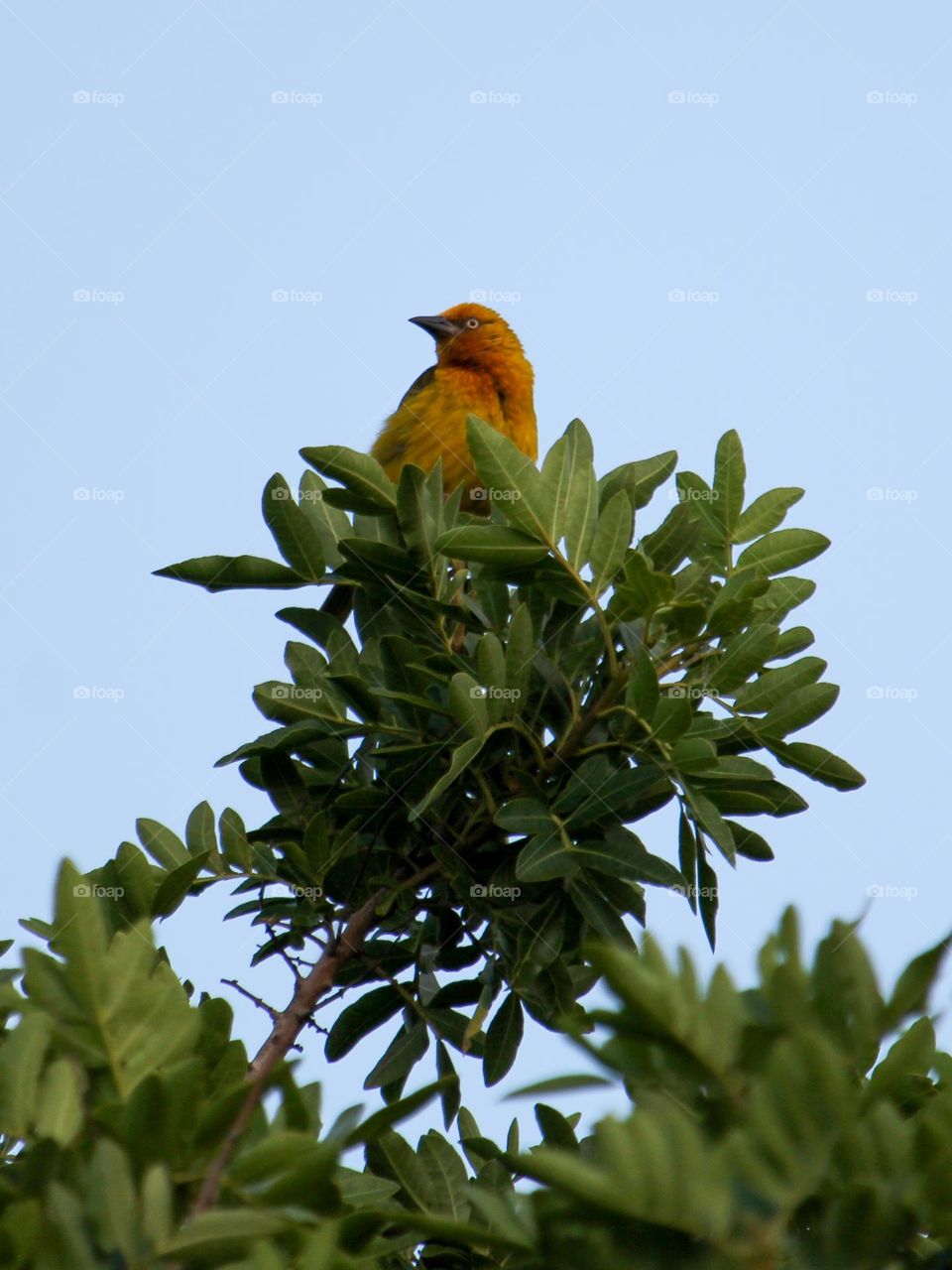 A Weaver bird sitting in a tree looking to the left