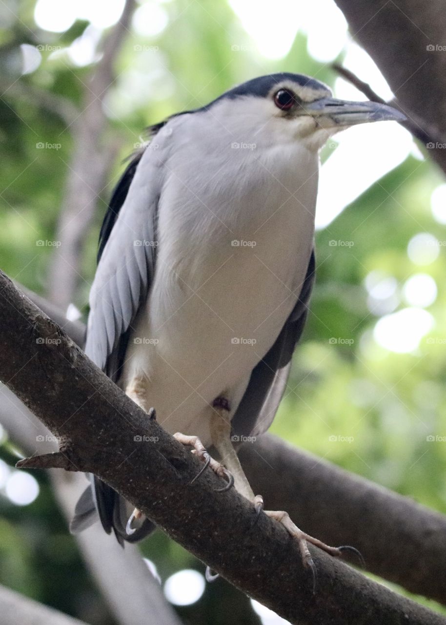 black crowned night heron on the branch :)
