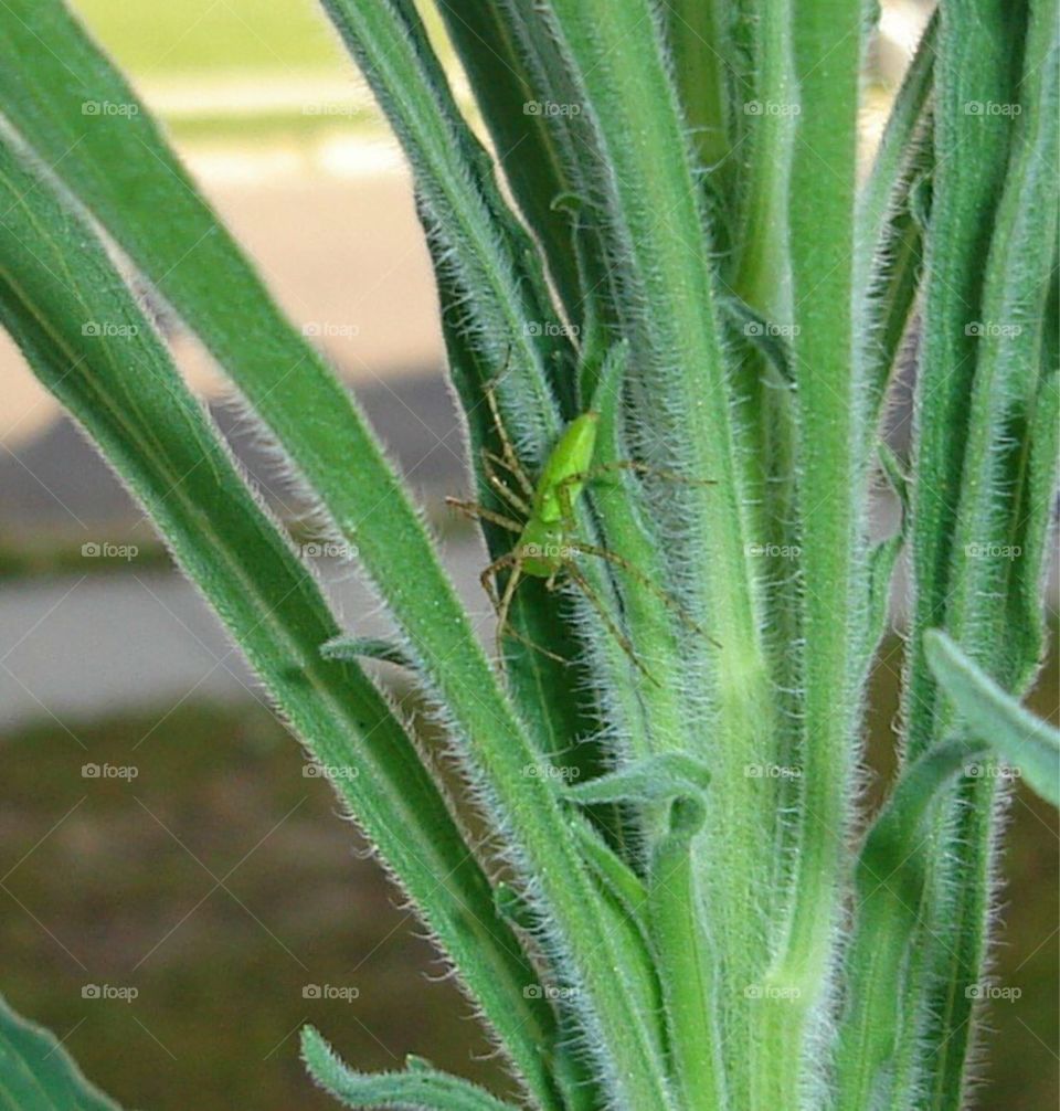 Little green spider 