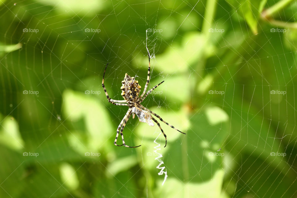 Spider