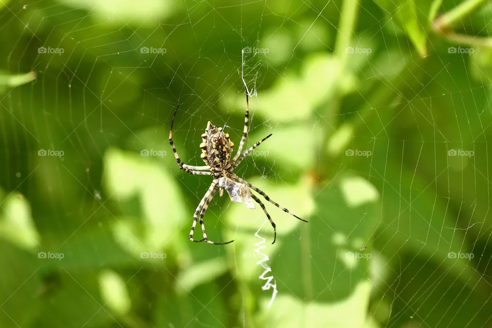 Spider
