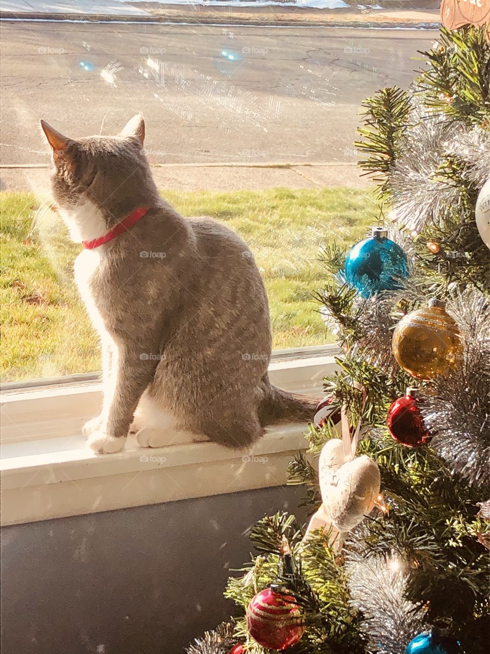 Christmas Cat on Sill