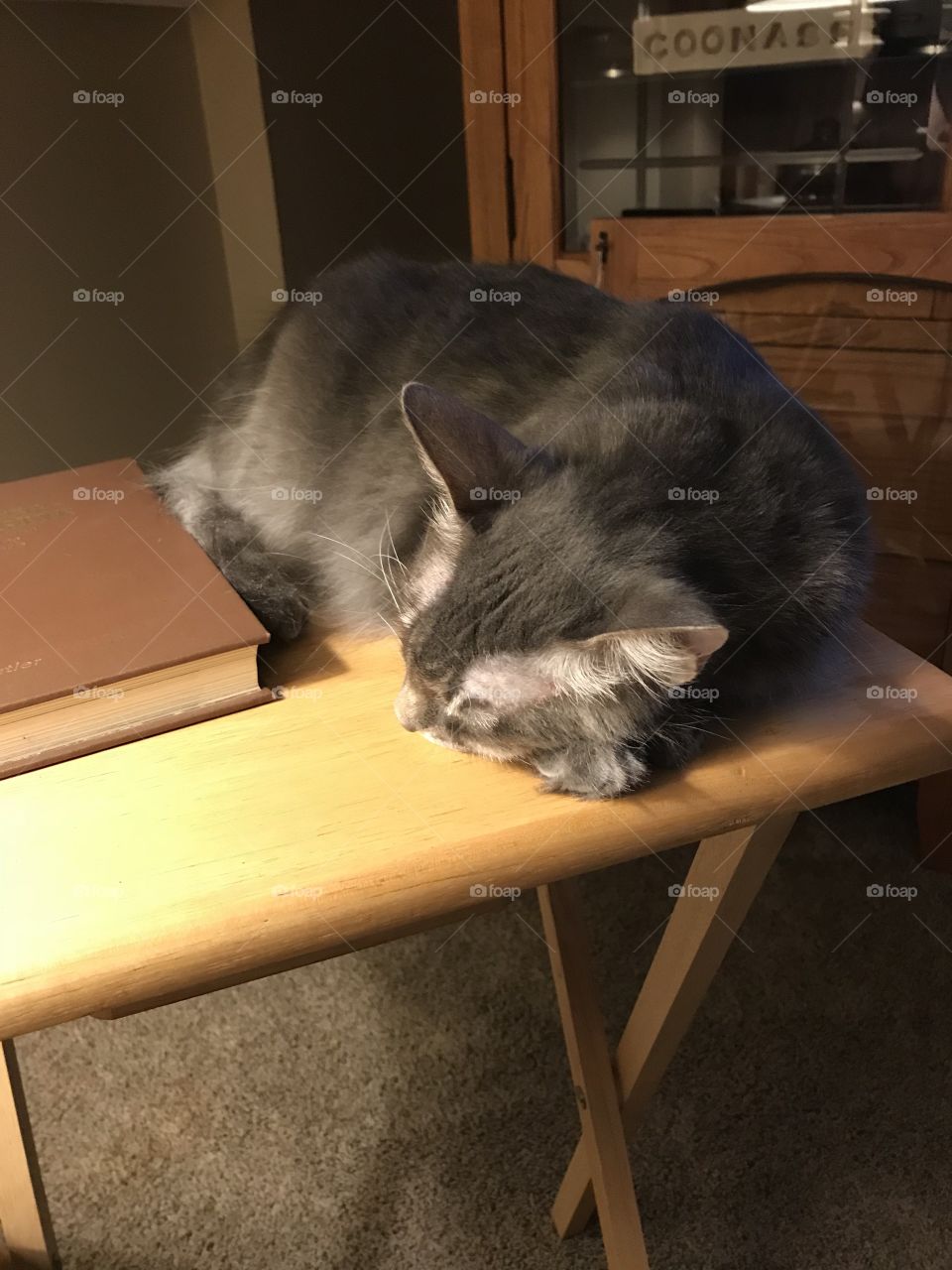 That this cat will sleep anywhere it decides. 