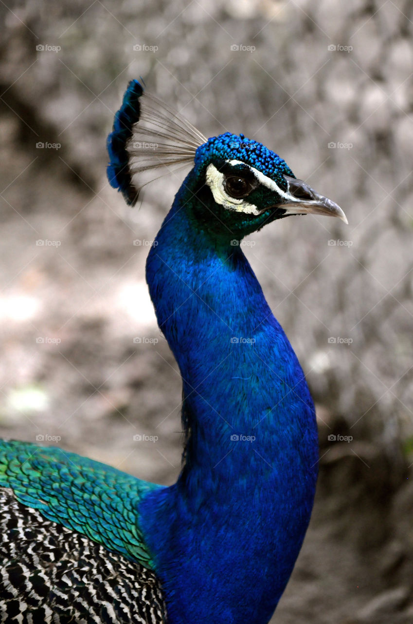 Peacock