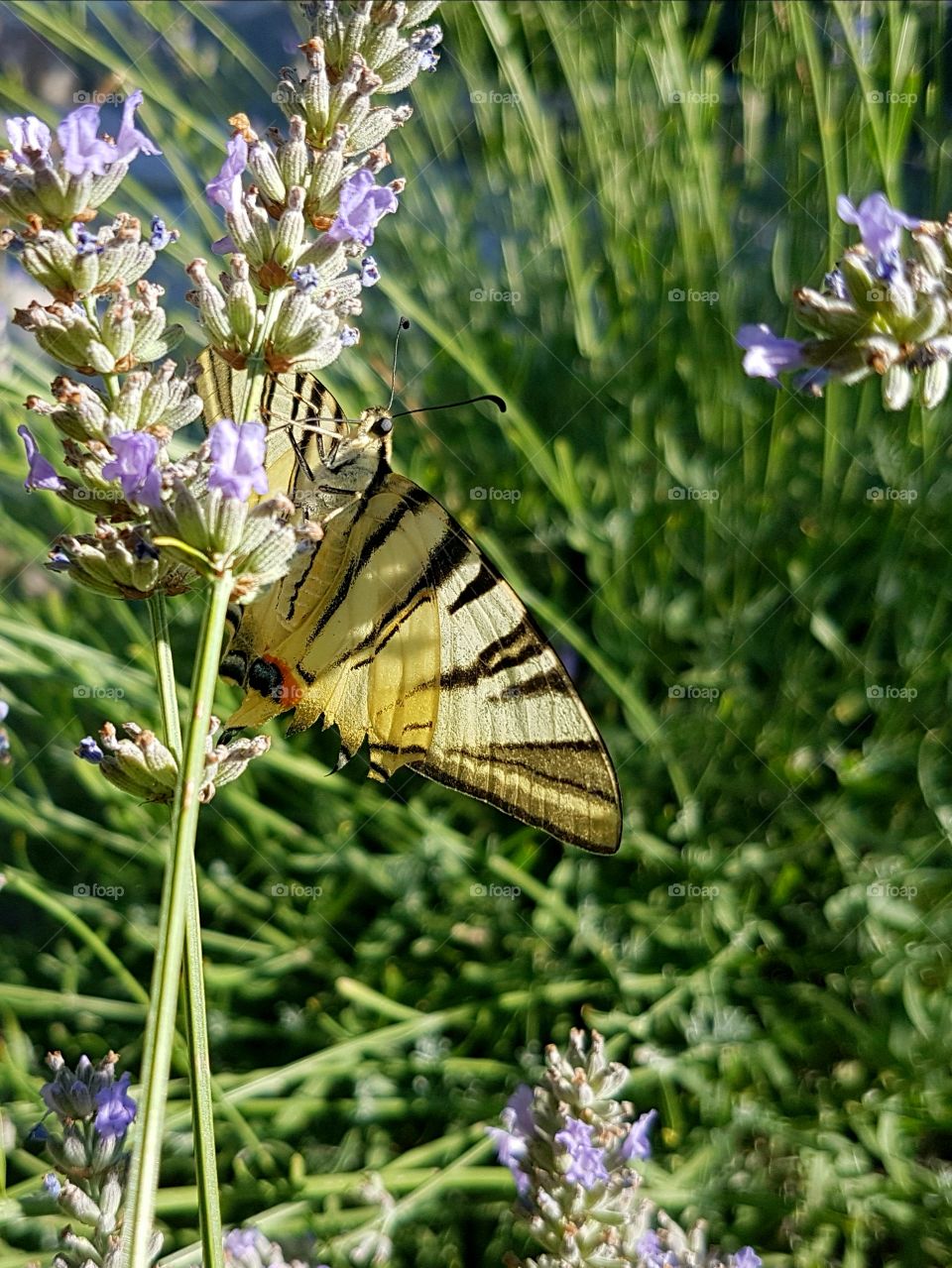 Butterfly - Lepidoptera  on lavender