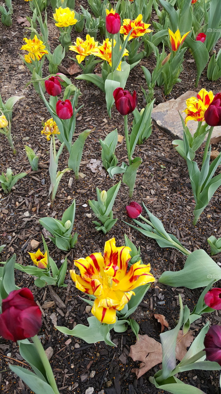Tulip, Flower, Garden, Easter, Nature
