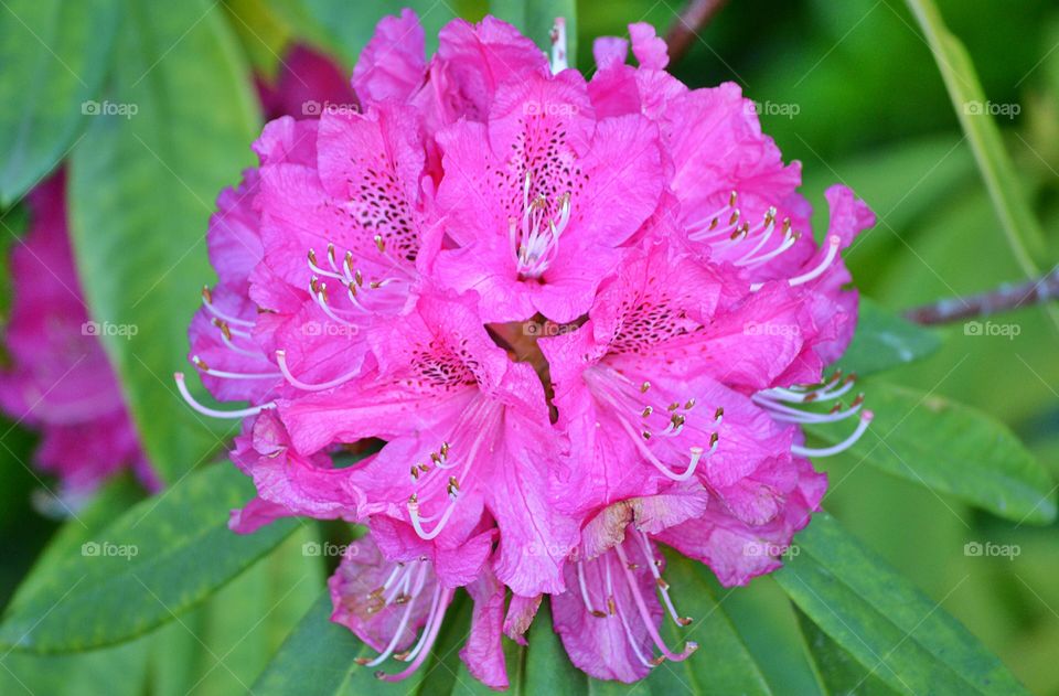 Rhododendron. Rhododendron in my garden