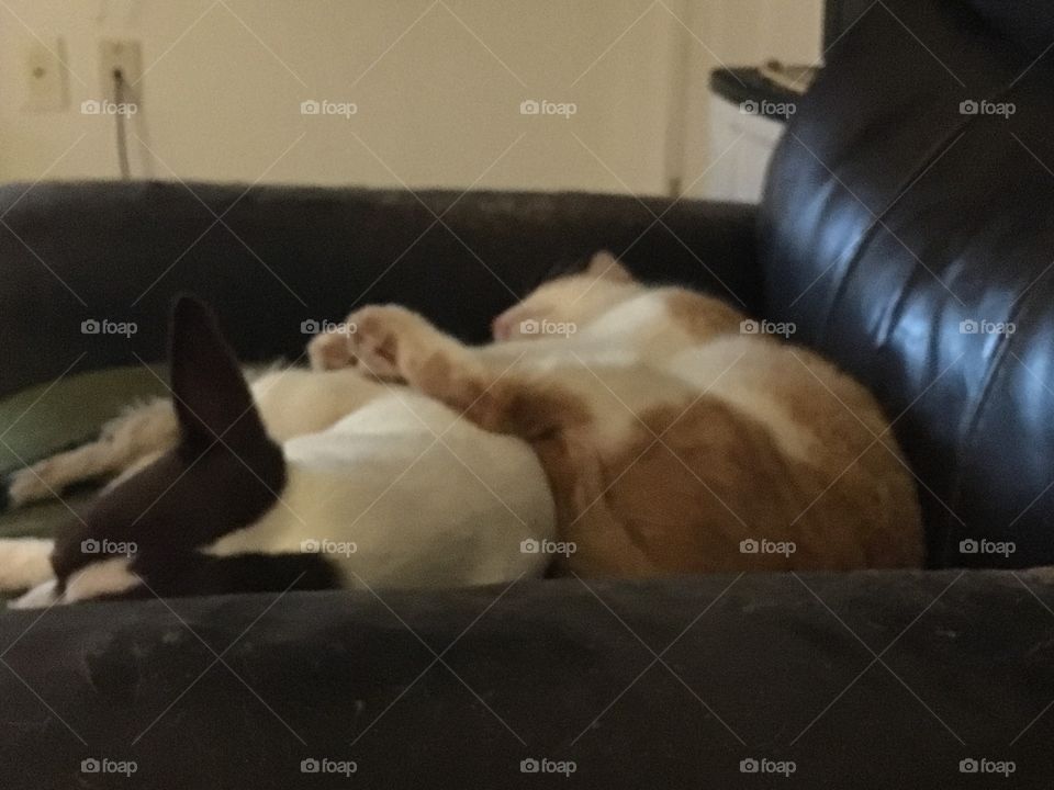 Lazy days these two are taking one of their power naps so they can play together.