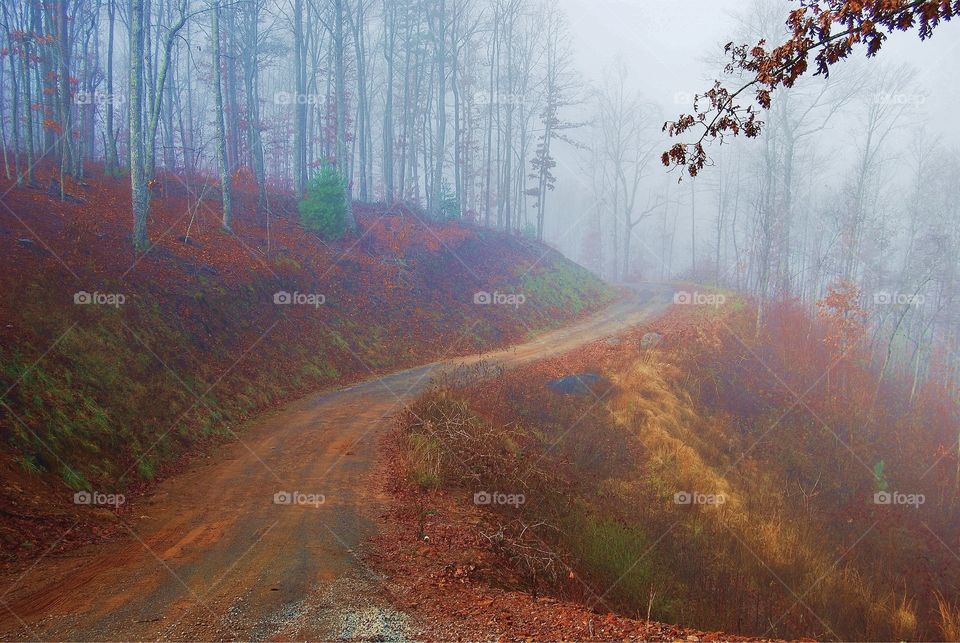 Mountain Road in the Forest