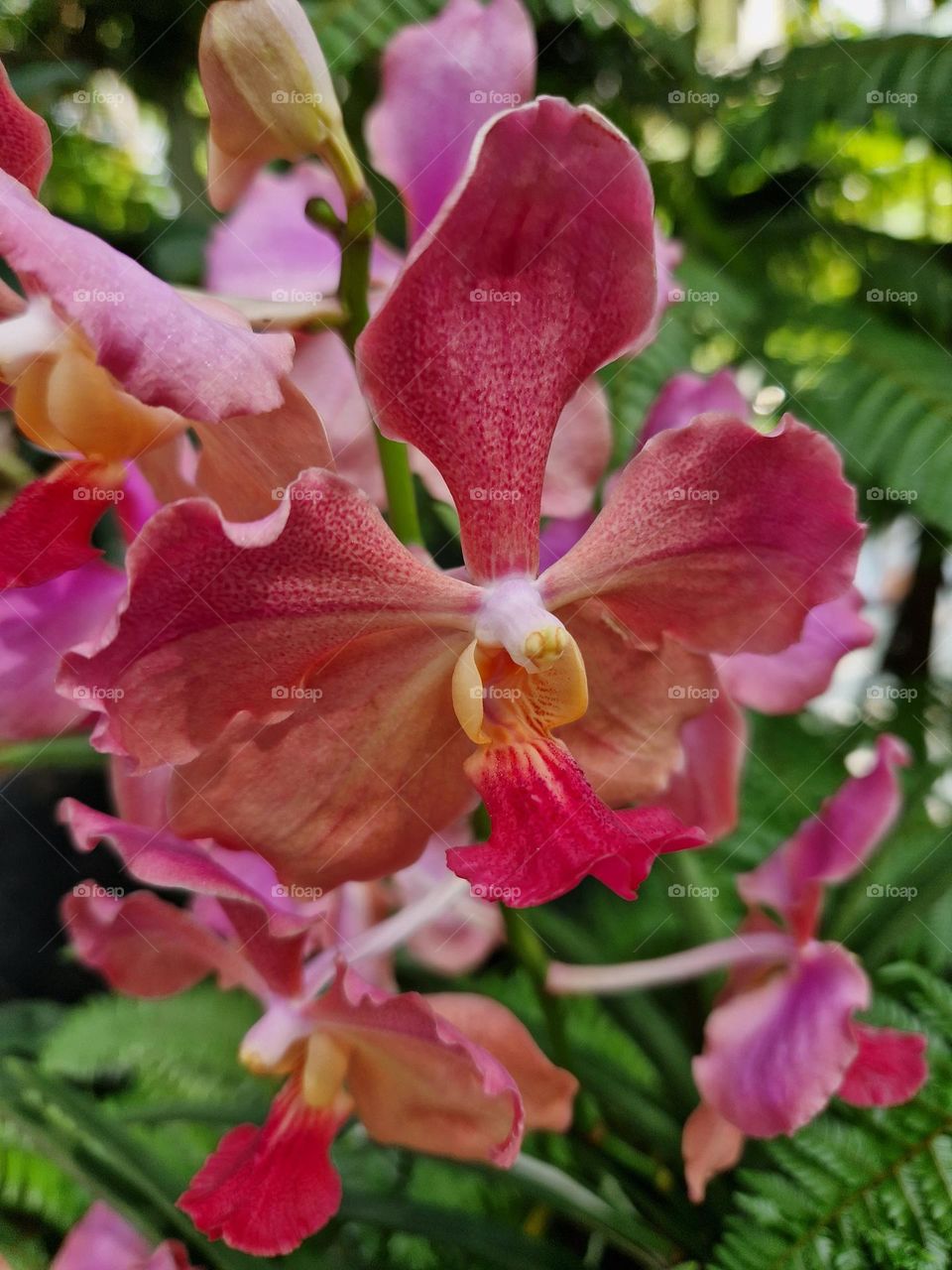 Orchid