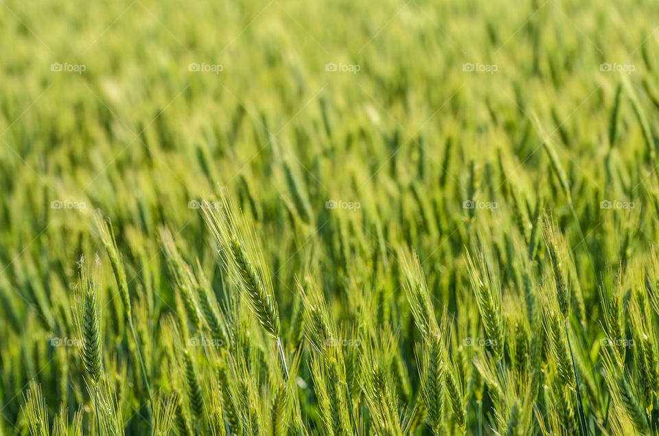 Green wheat field