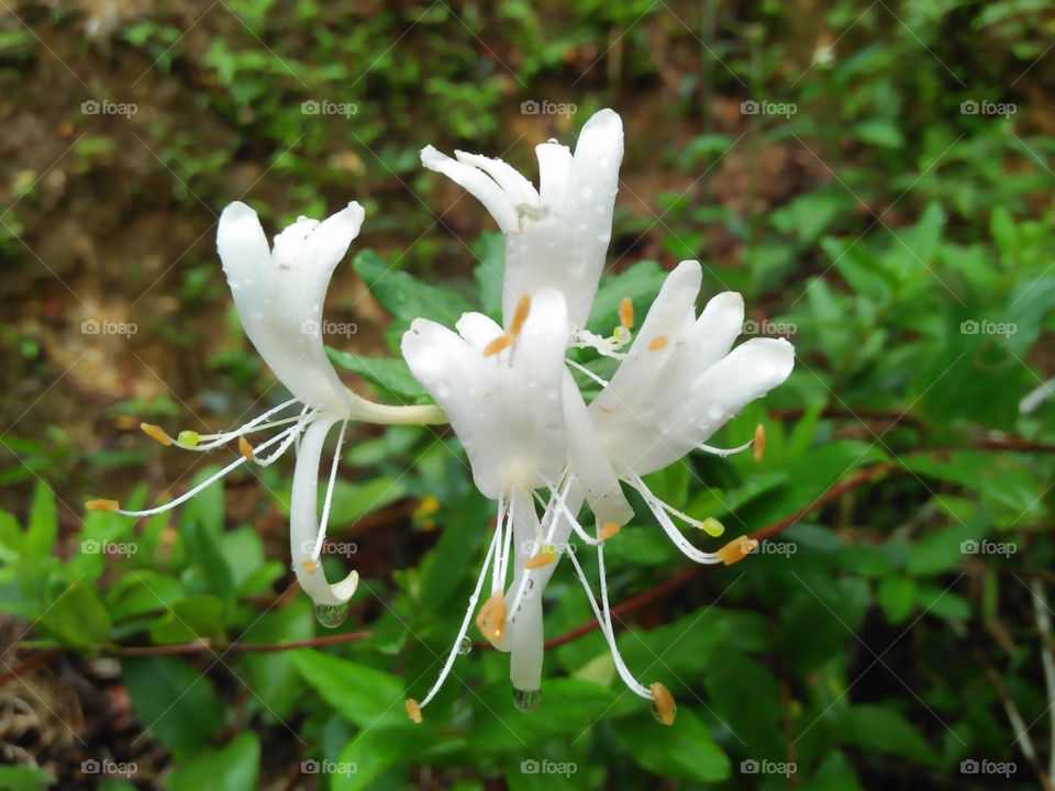 Nice smell . white  flower  in sri lanaka