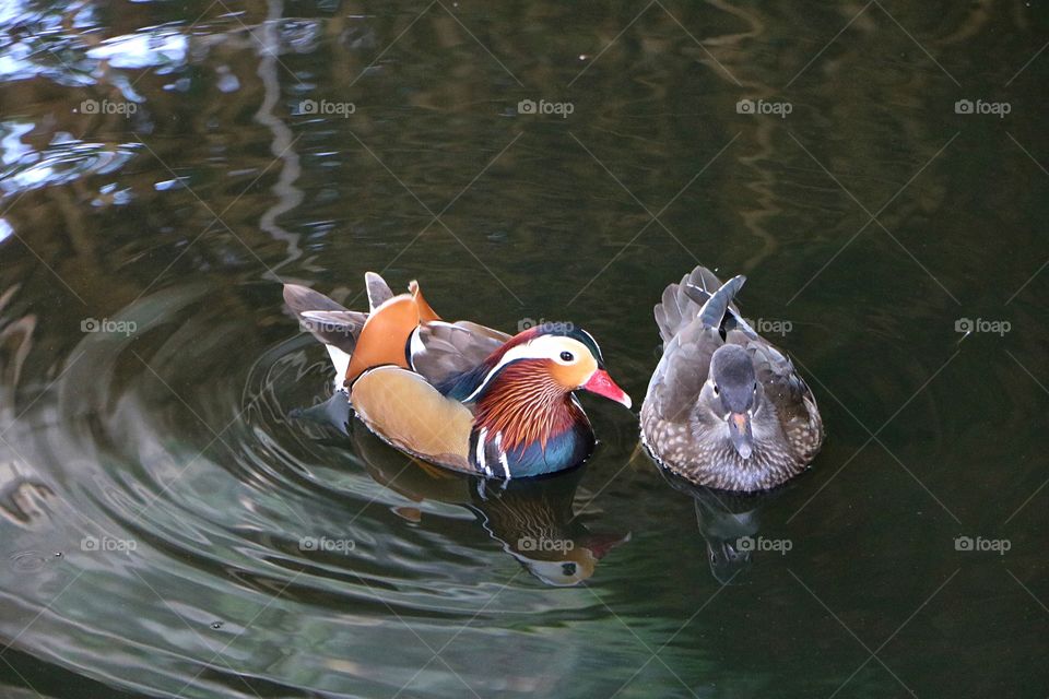 Beautiful ducks.