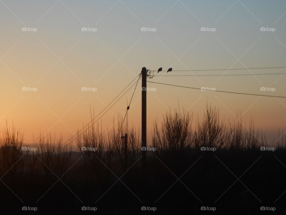 Birds sitting on wires, early winter morning,  Norfolk uk