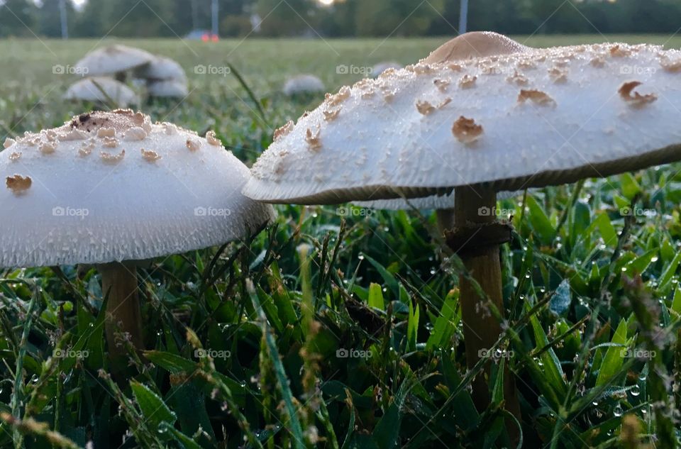 Mushroom couple in the park