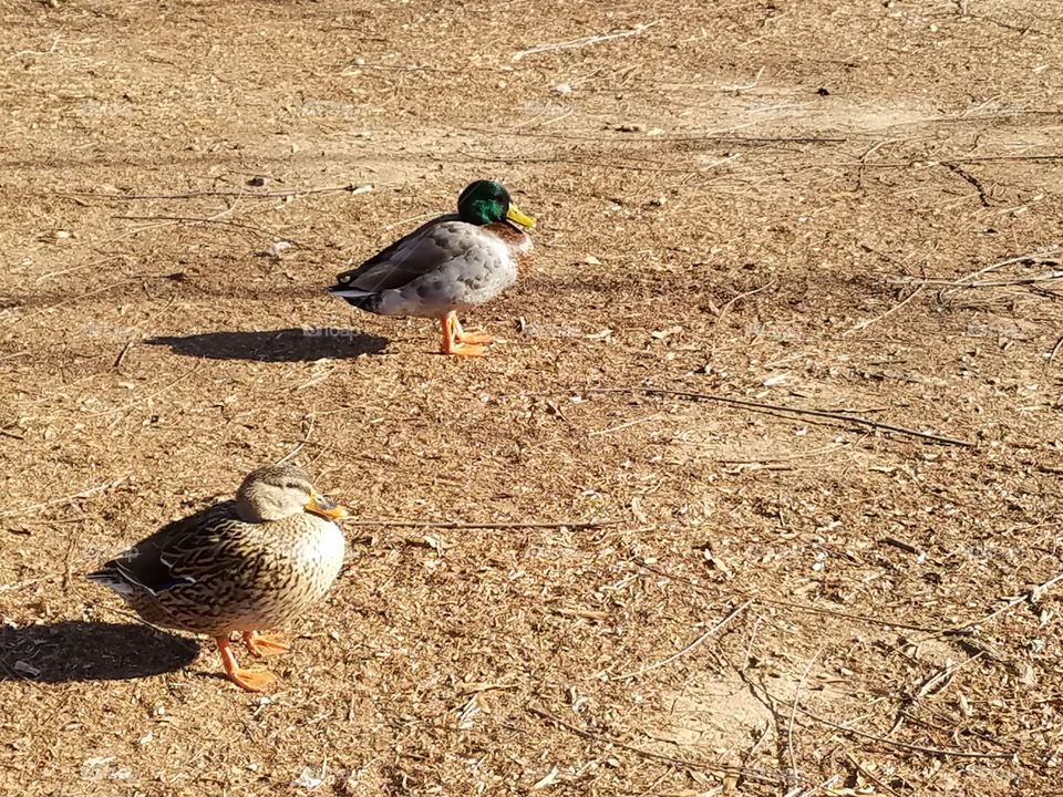 Ducks getting some sun