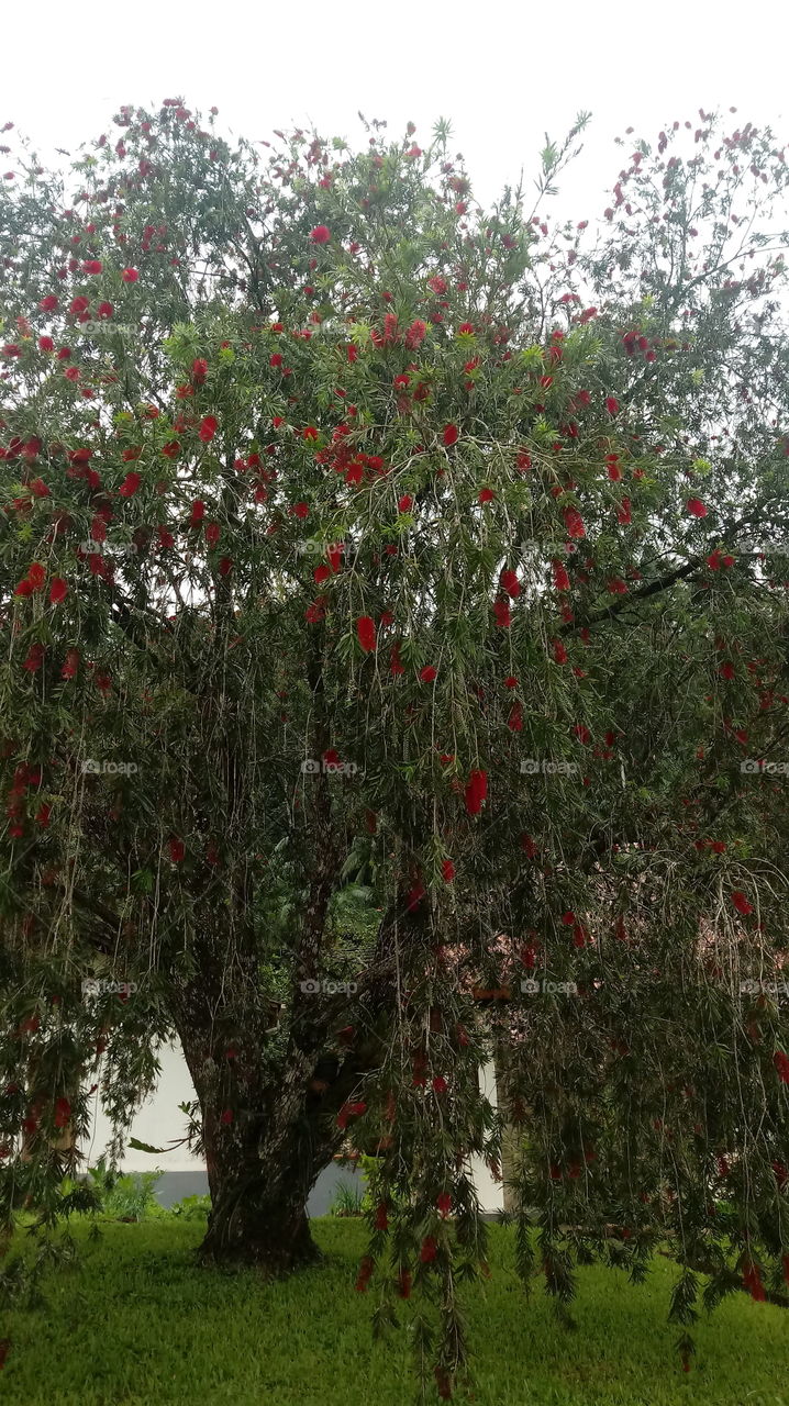 A melaleuca citrina, vulgarmente conhecida como maconha vermelha, Escova-de-Garrafa (Crimson bottlebrush).NATURE NATURAL NATUR TREE FLOWER Callistemon citrinus (Curtis) Skeels. Escova-de-Garrafa (Crimson bottlebrush)