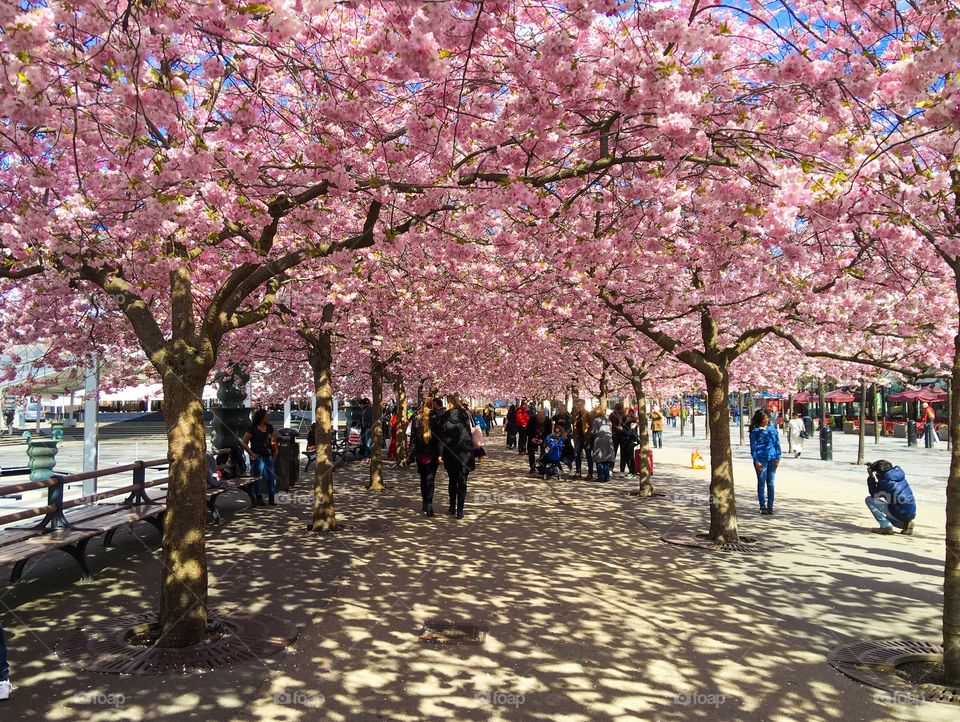 Blossoming cherry trees in Kungstradgarden, Stockholm