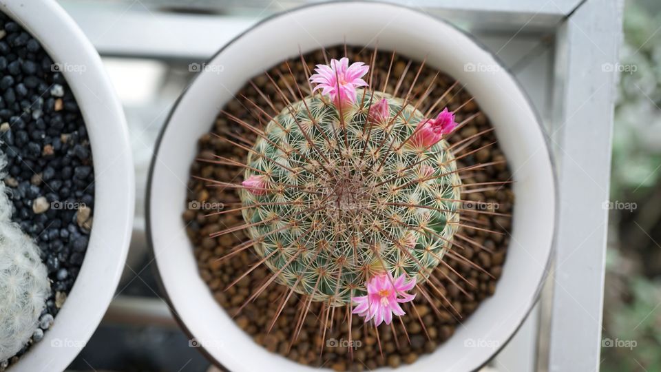 cactus flower pink
