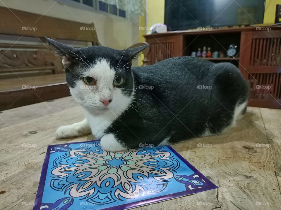 Love our pets with no boundaries.