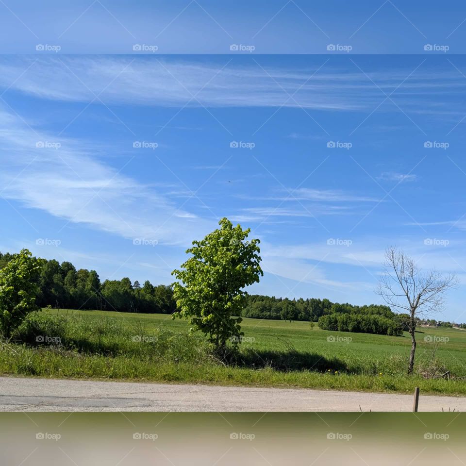 Beautiful summer's landscape view🌺