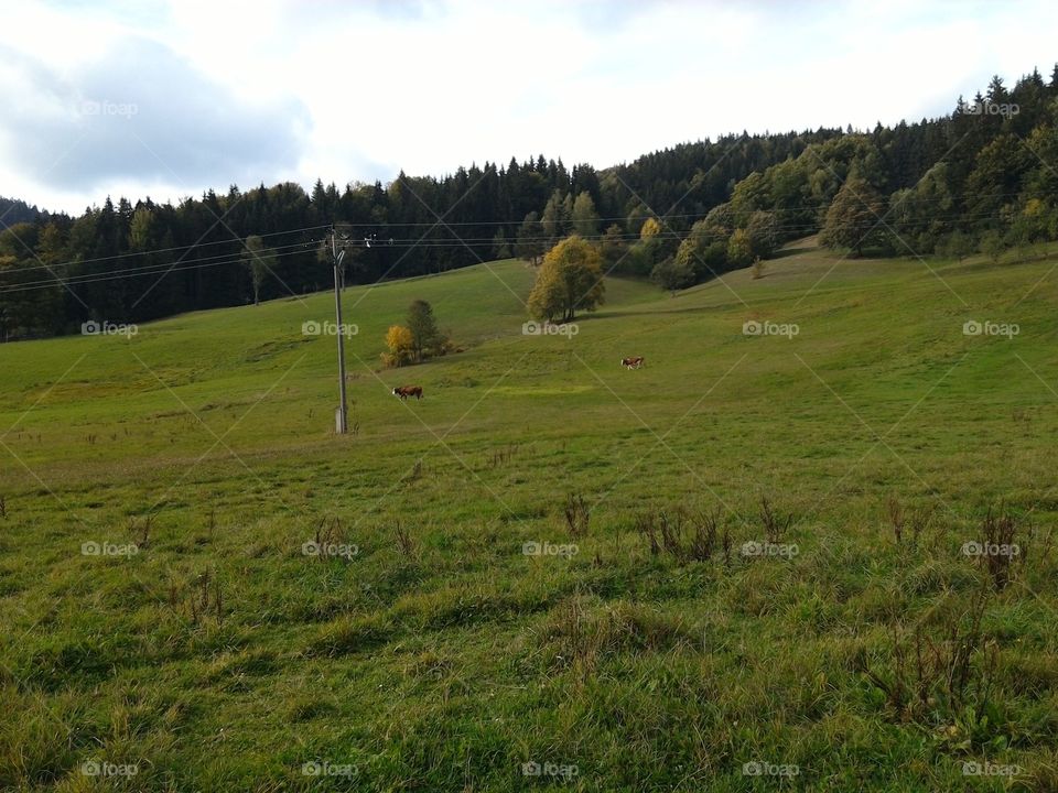 Wallachian countryside