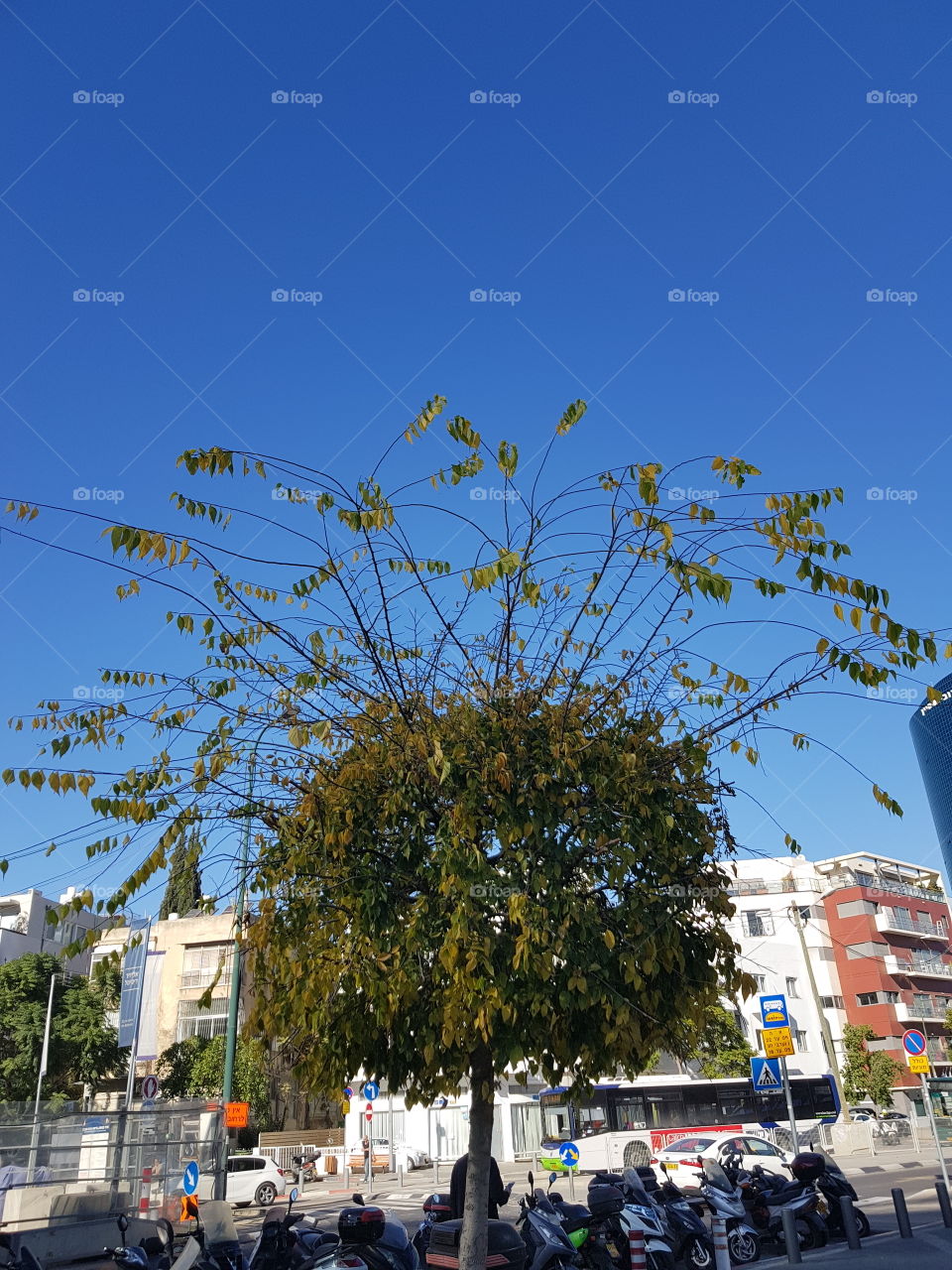 The tree with the bad haircut