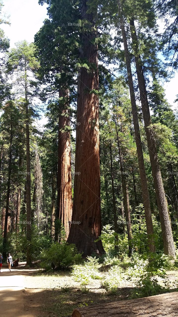 Wood, Tree, Nature, No Person, Sequoia