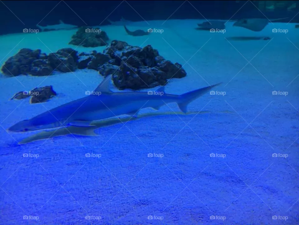 oceanografic