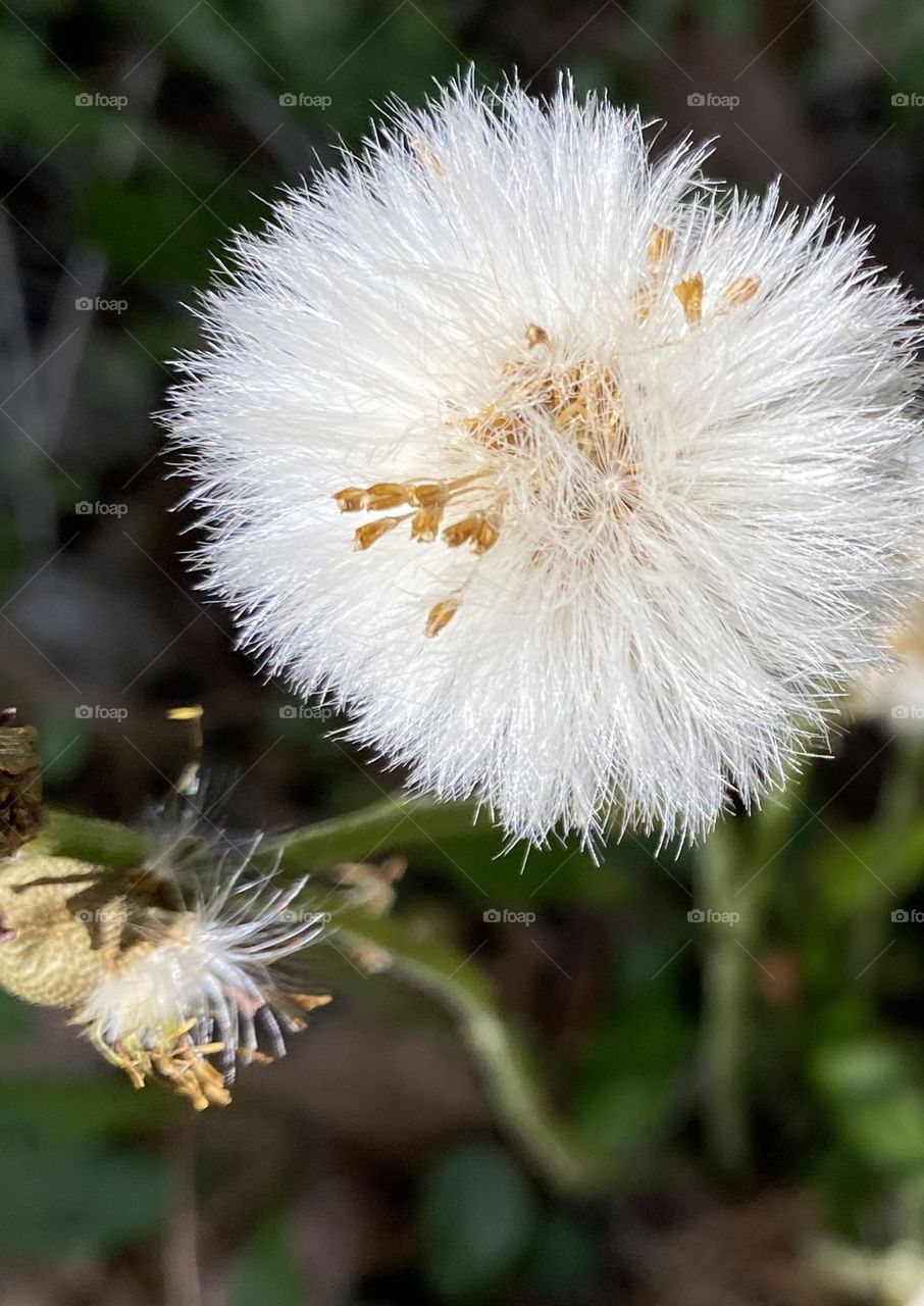 Dandelion going to seed, fluffy white