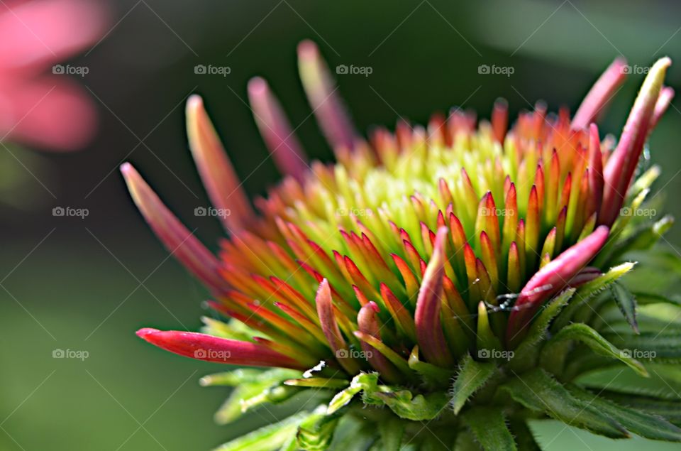 Coneflower (Echinacea) Bud