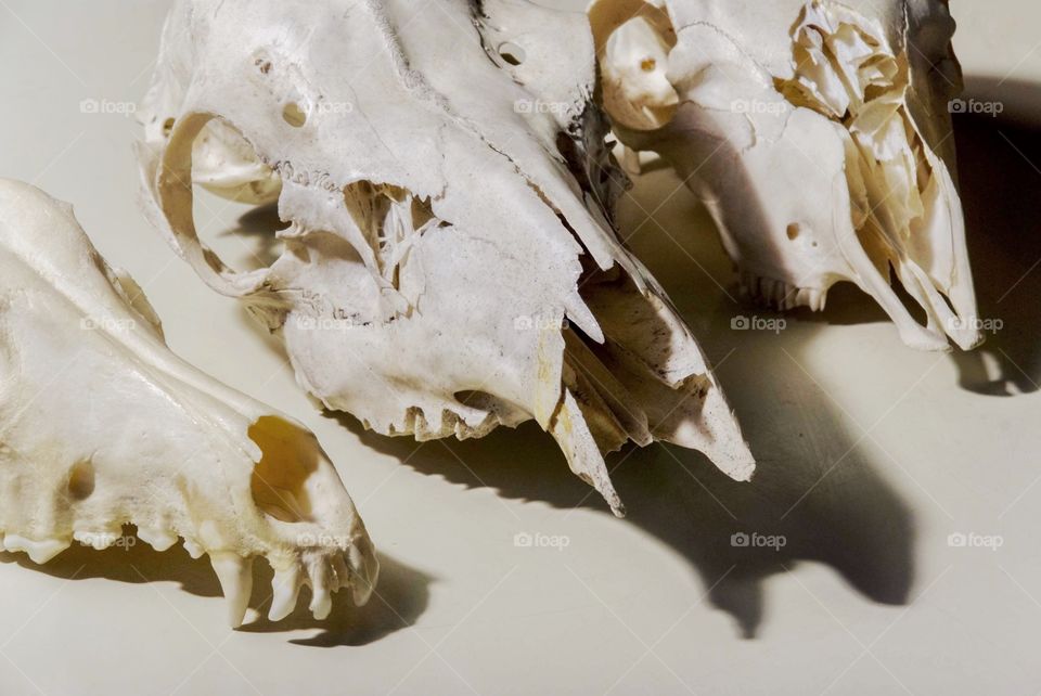 Skull. Animal skull 