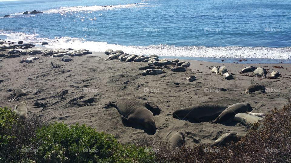 Elephant Seals. Elephant Seal Beach