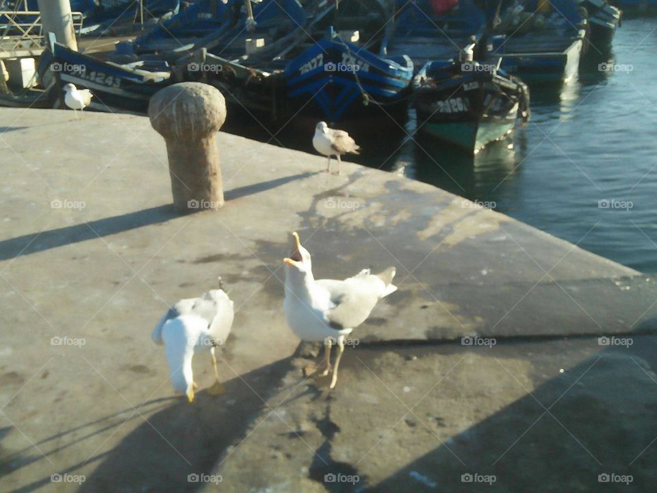 Two beautiful seagulls at harbour in Morocco.