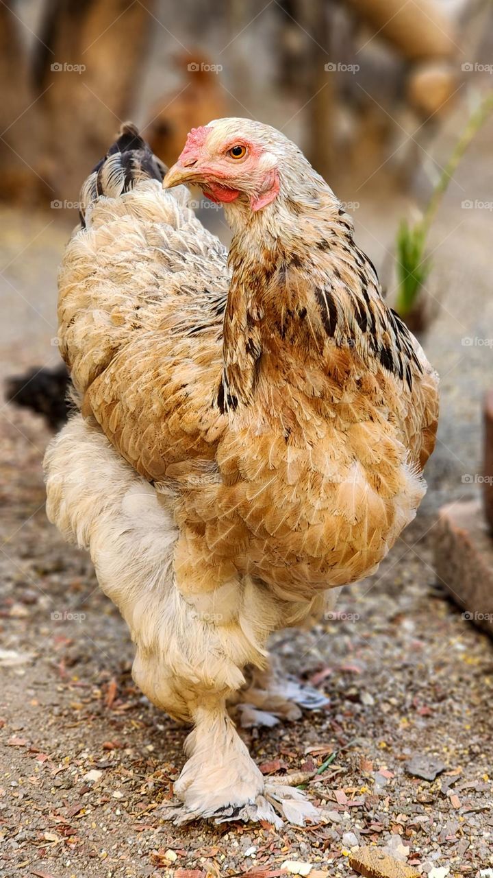 Brahma breed chicken