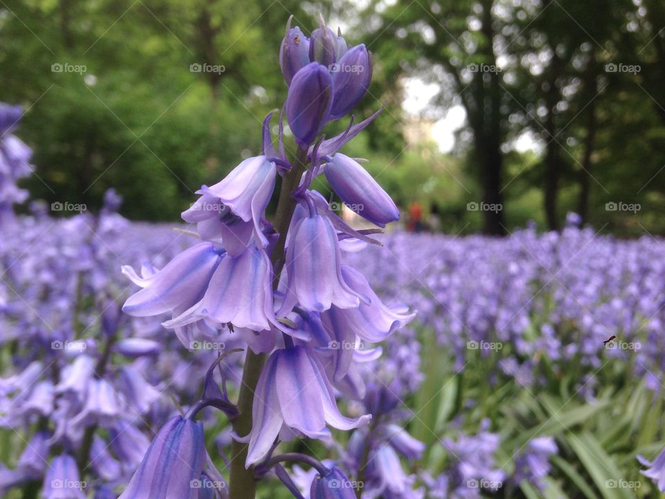 Flower, Nature, Flora, Garden, Floral