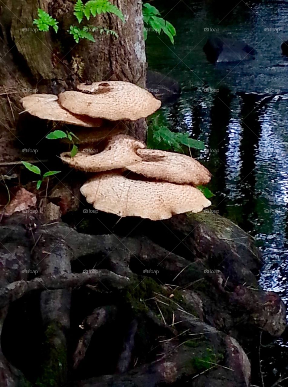 Wild beautiful mushrooms ( nature)