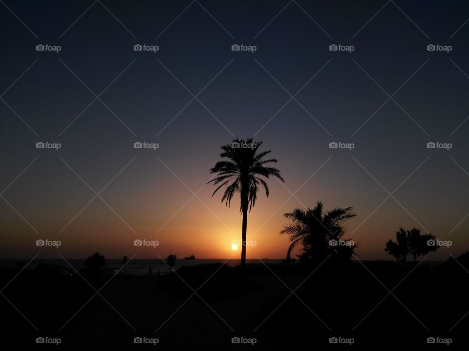 palm tree and sunset