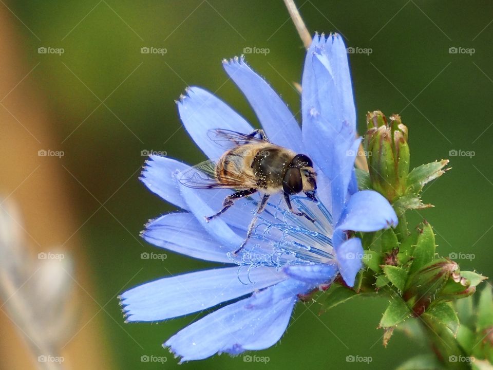 Chicory