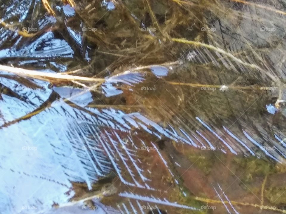 ice over dead weeds