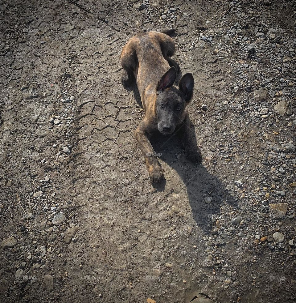 Malinois