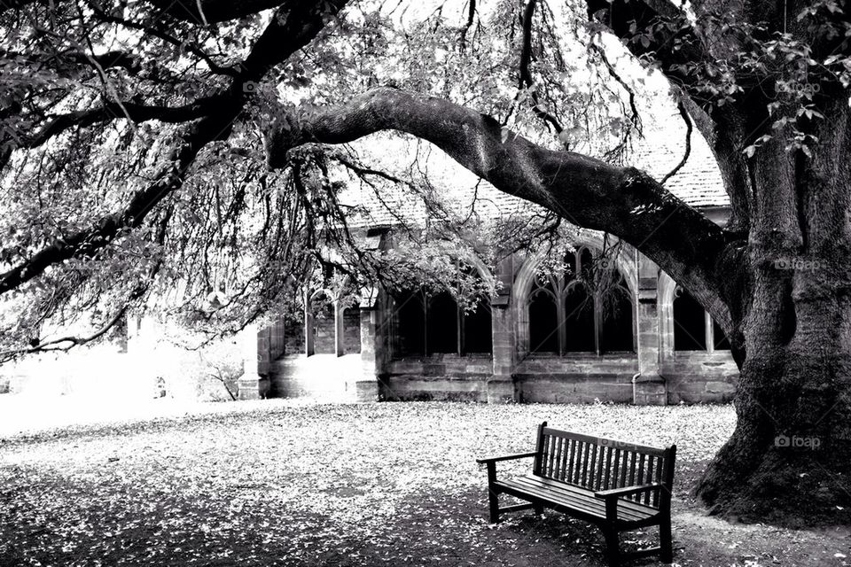 Banch under a tree