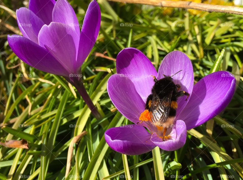 Bumble bee on purple flower