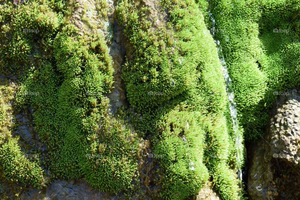 Moss, moss and more moss
