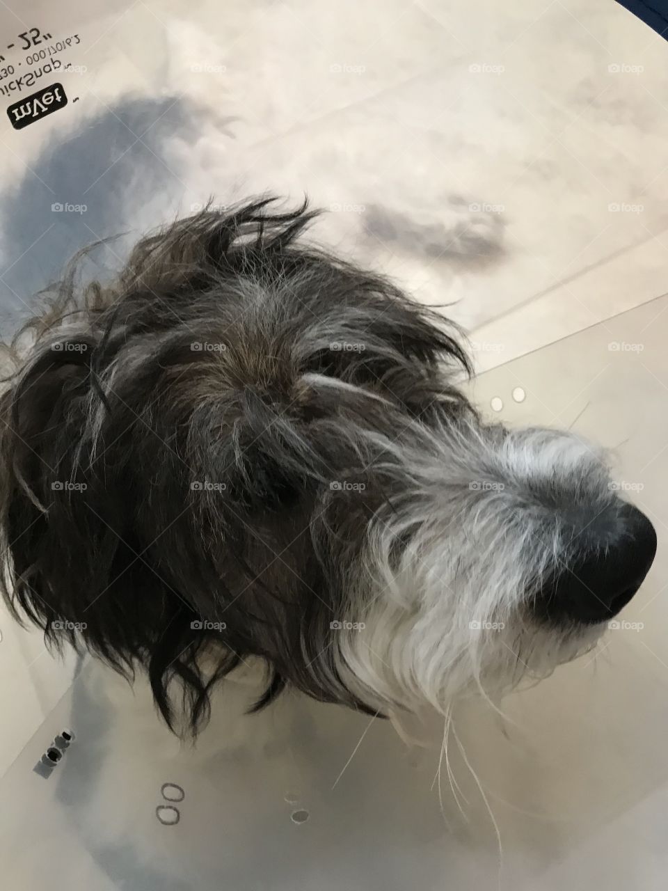 Six month old Pyredoodle dog head in Elizabethan collar after surgery.