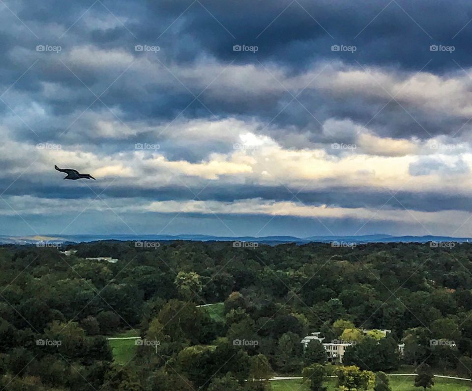 Bird flying over the landscape 