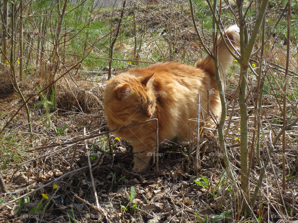 A cat in the woods